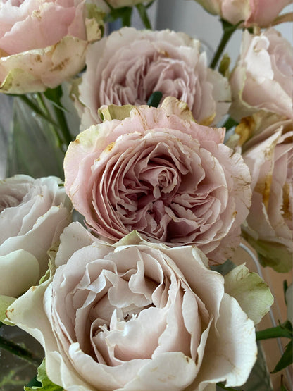 Rose  ‘  Yukinoniwa  ’ 雪之庭