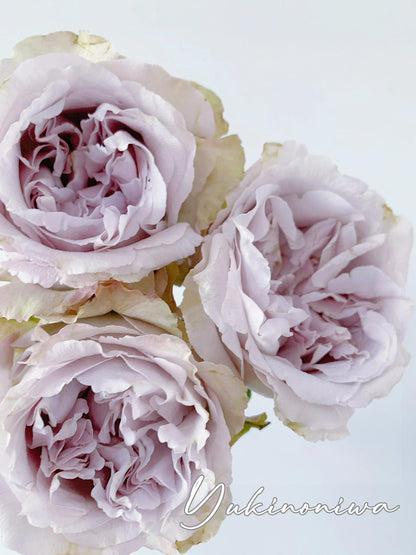 Rose  ‘  Yukinoniwa  ’ 雪之庭