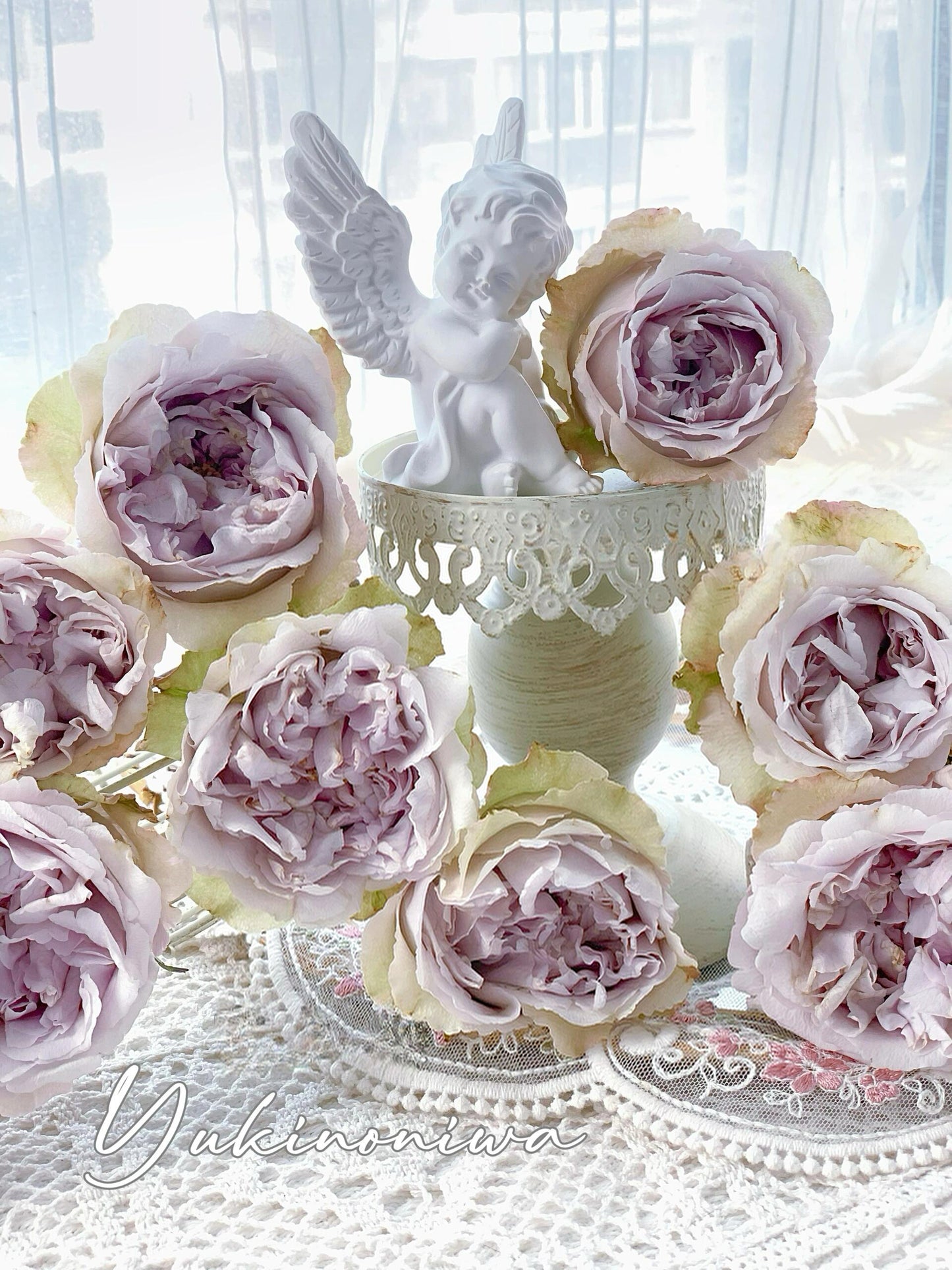 Rose  ‘  Yukinoniwa  ’ 雪之庭