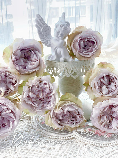 Rose  ‘  Yukinoniwa  ’ 雪之庭