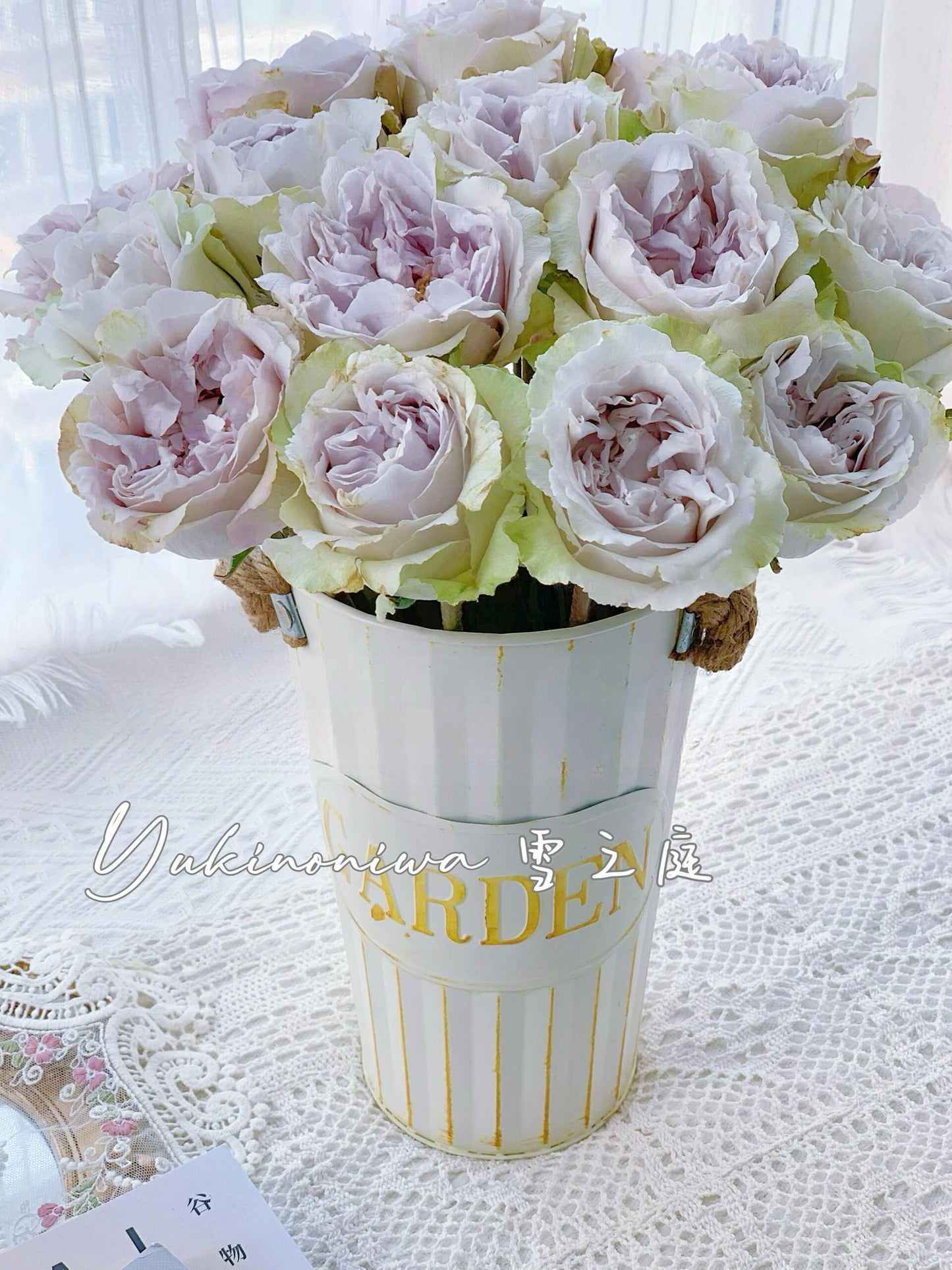 Rose  ‘  Yukinoniwa  ’ 雪之庭