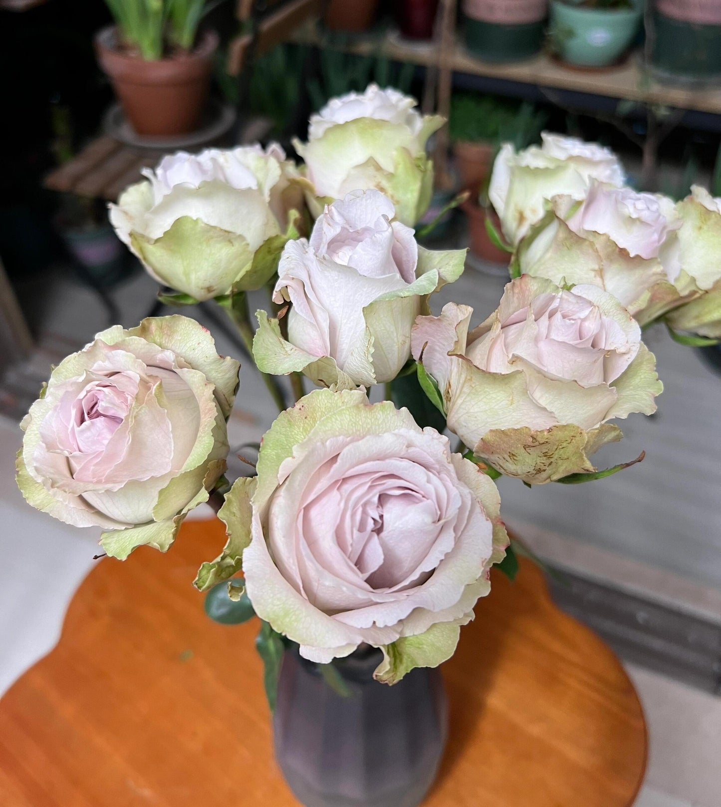 Rose  ‘  Yukinoniwa  ’ 雪之庭