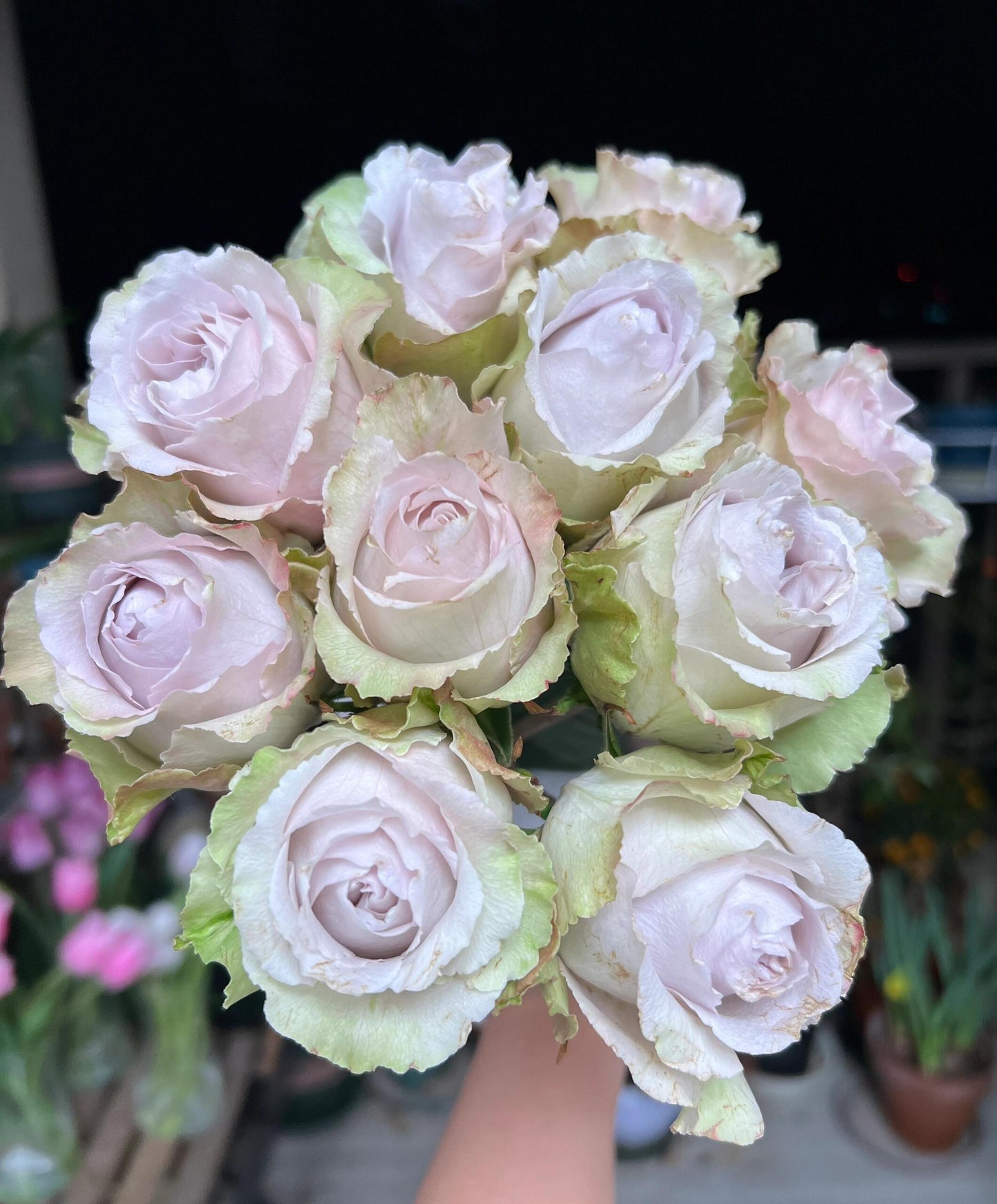 Rose  ‘  Yukinoniwa  ’ 雪之庭