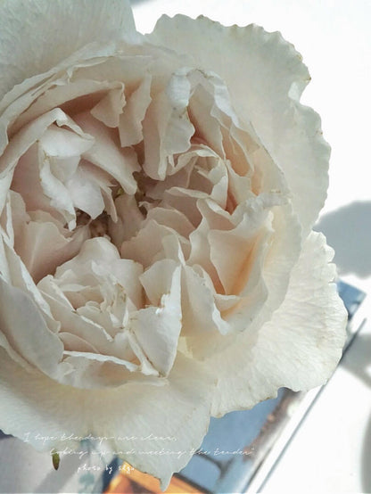 Rose  ‘  Yukinoniwa  ’ 雪之庭