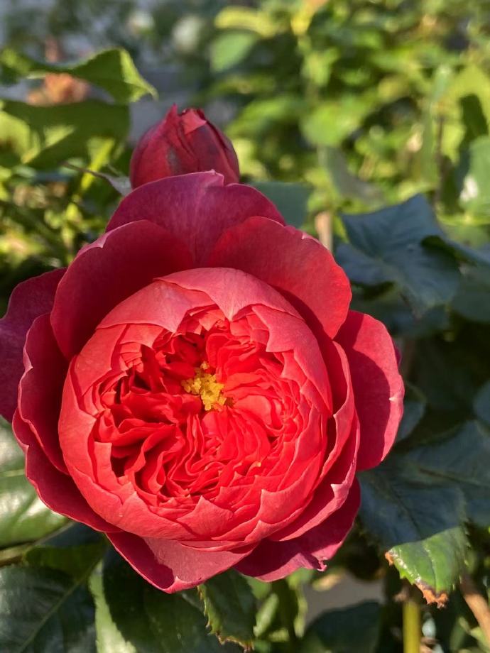 Rose  ‘ Zhu Sha Wan | 朱砂碗  - New Variety 2022