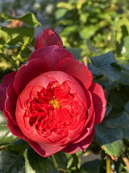 Rose  ‘ Zhu Sha Wan | 朱砂碗  - New Variety 2022