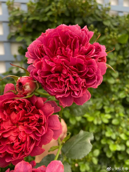 Rose  ‘ Zhu Sha Wan | 朱砂碗  - New Variety 2022