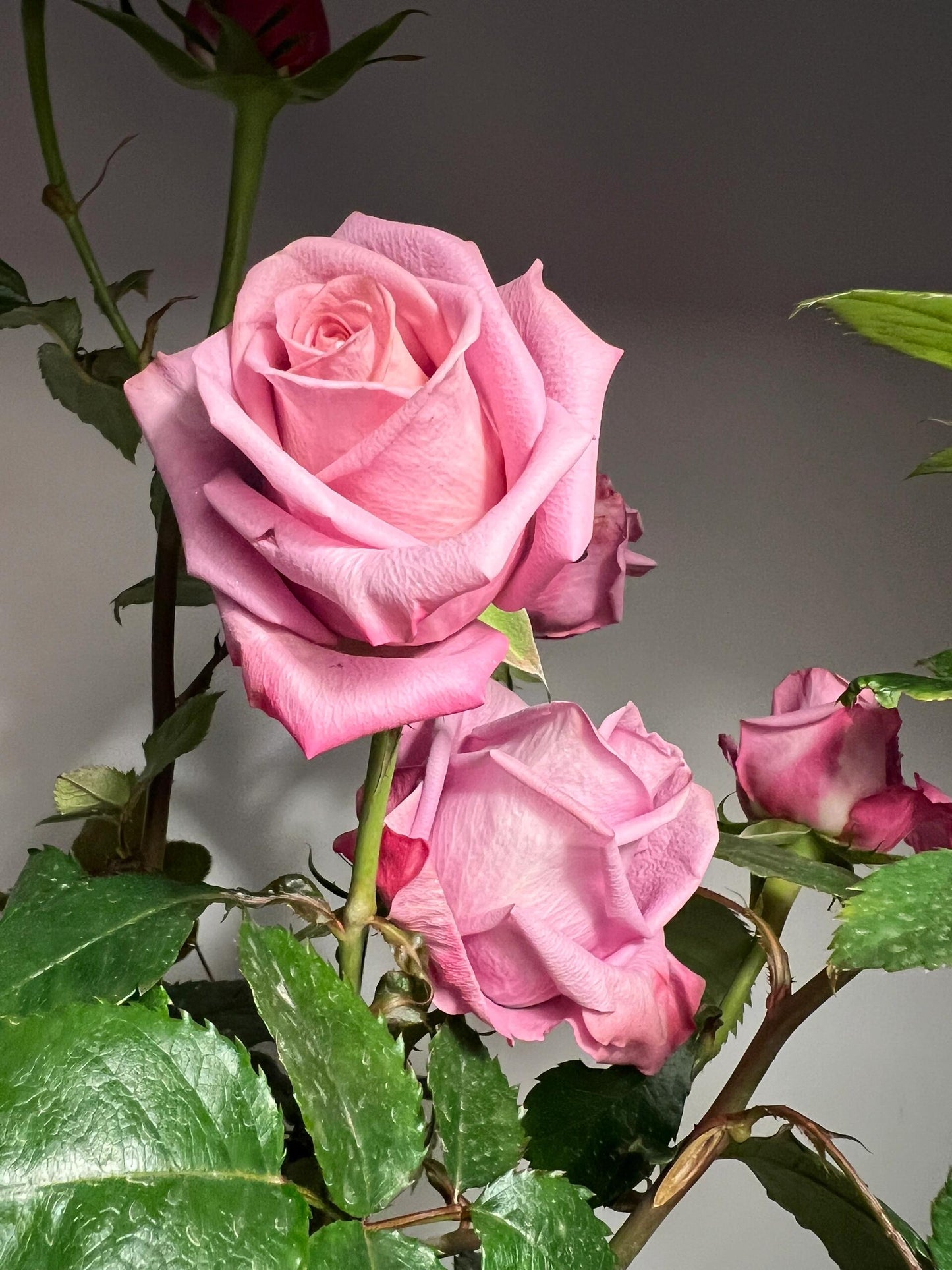 Rose  ‘Barista ’ 调香师 咖啡师 - New Variety Coffee Rosa