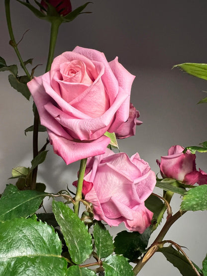 Rose  ‘Barista ’ 调香师 咖啡师 - New Variety Coffee Rosa