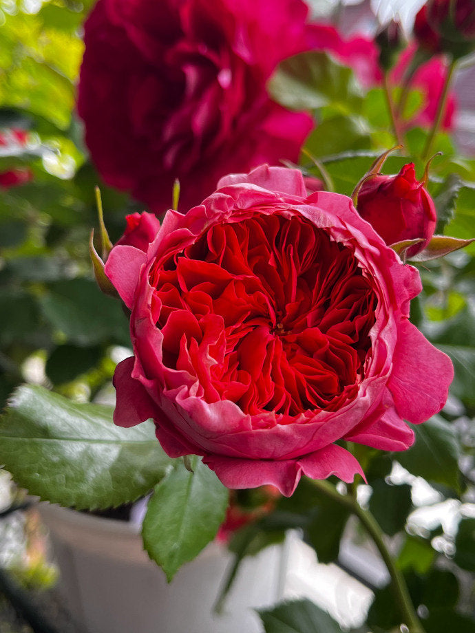 Rose  ‘ Zhu Sha Wan | 朱砂碗  - New Variety 2022