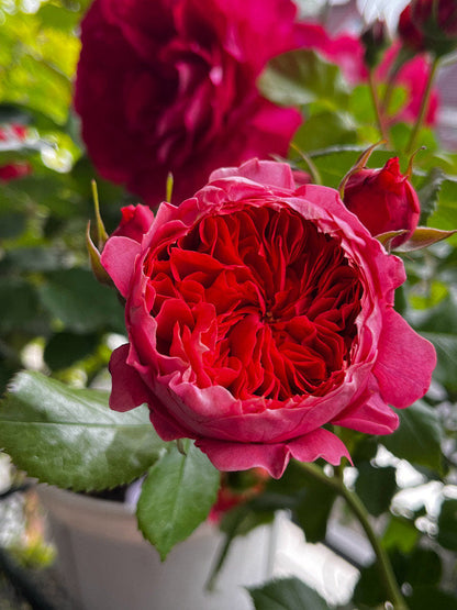 Rose  ‘ Zhu Sha Wan | 朱砂碗  - New Variety 2022