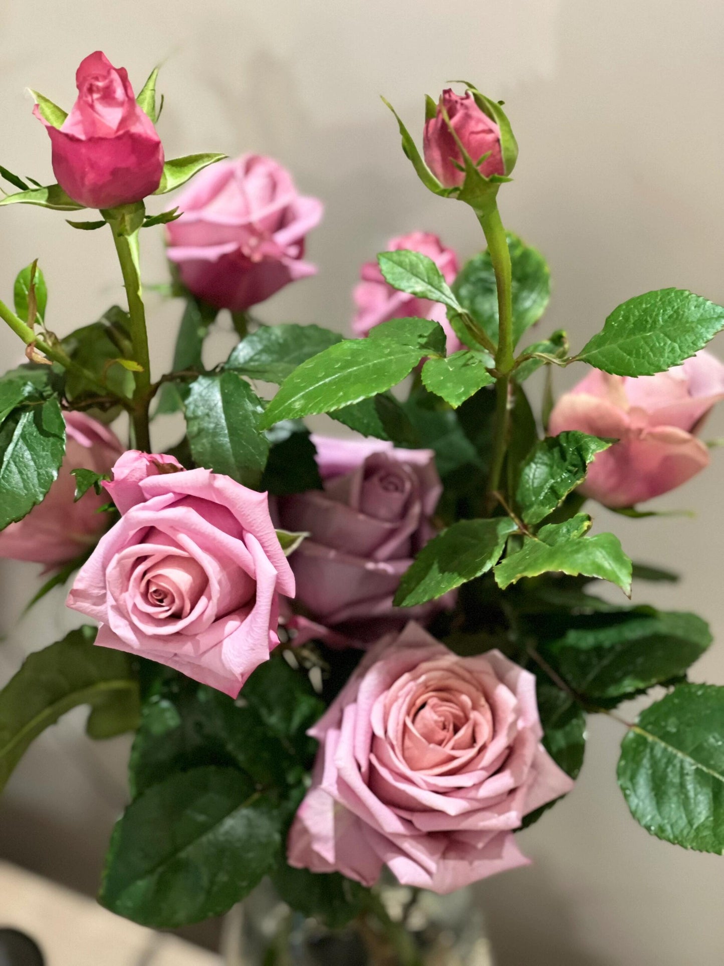 Rose  ‘Barista ’ 调香师 咖啡师 - New Variety Coffee Rosa