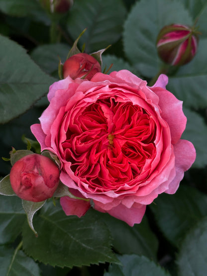 Rose  ‘ Zhu Sha Wan | 朱砂碗  - New Variety 2022