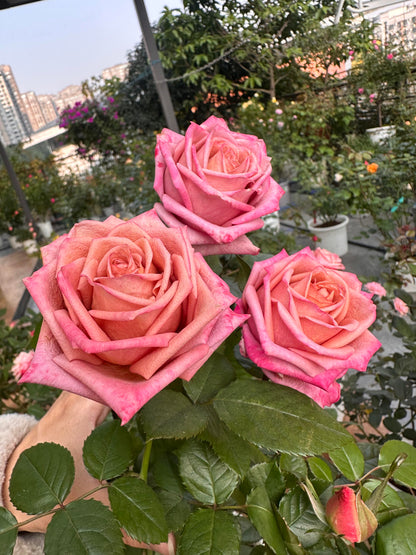 Rose  ‘Barista ’ 调香师 咖啡师 - New Variety Coffee Rosa