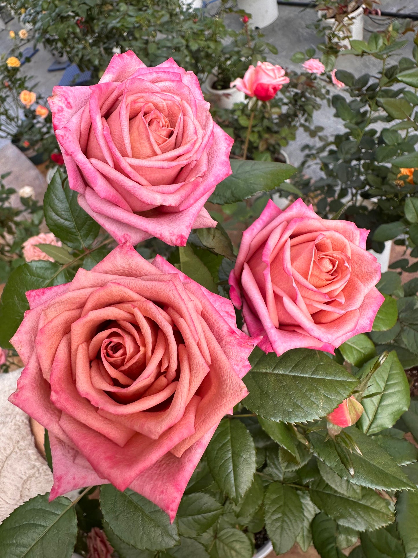 Rose  ‘Barista ’ 调香师 咖啡师 - New Variety Coffee Rosa