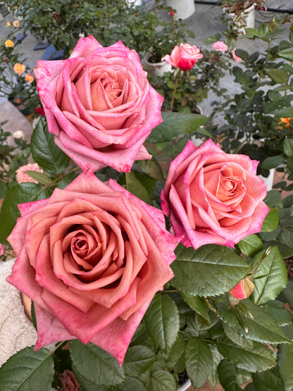 Rose  ‘Barista ’ 调香师 咖啡师 - New Variety Coffee Rosa