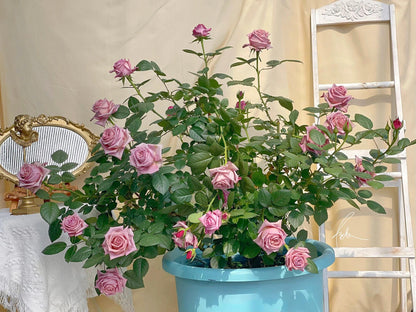 Rose  ‘Barista ’ 调香师 咖啡师 - New Variety Coffee Rosa
