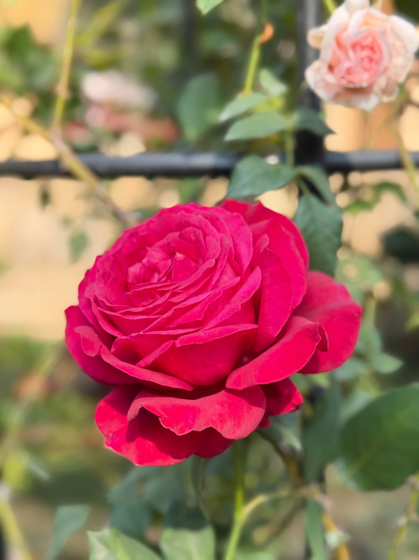 Rose ‘  Janice Kellogg  |  ャ二スケロッグ  |  詹尼斯