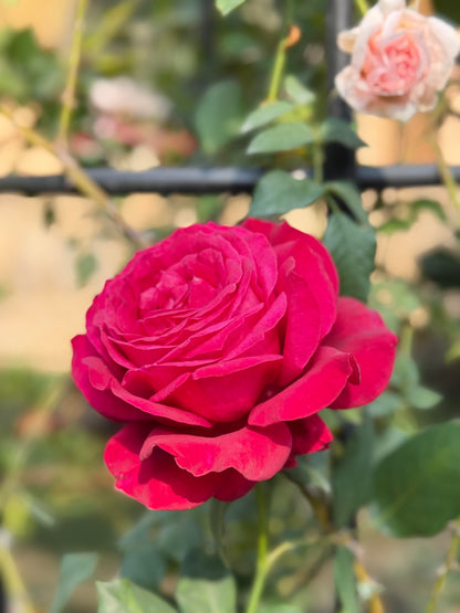 Rose ‘  Janice Kellogg  |  ャ二スケロッグ  |  詹尼斯