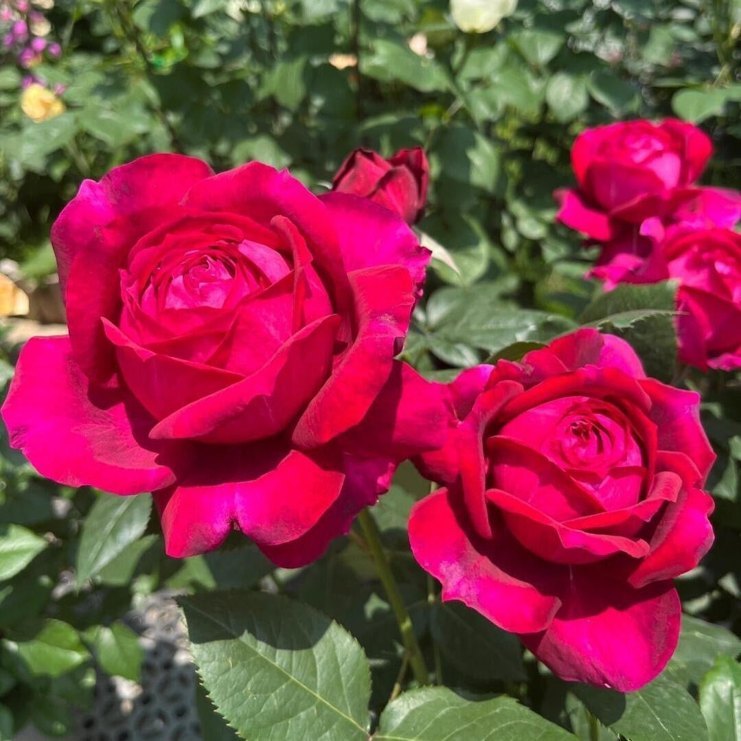 Rose ‘  Janice Kellogg  |  ャ二スケロッグ  |  詹尼斯