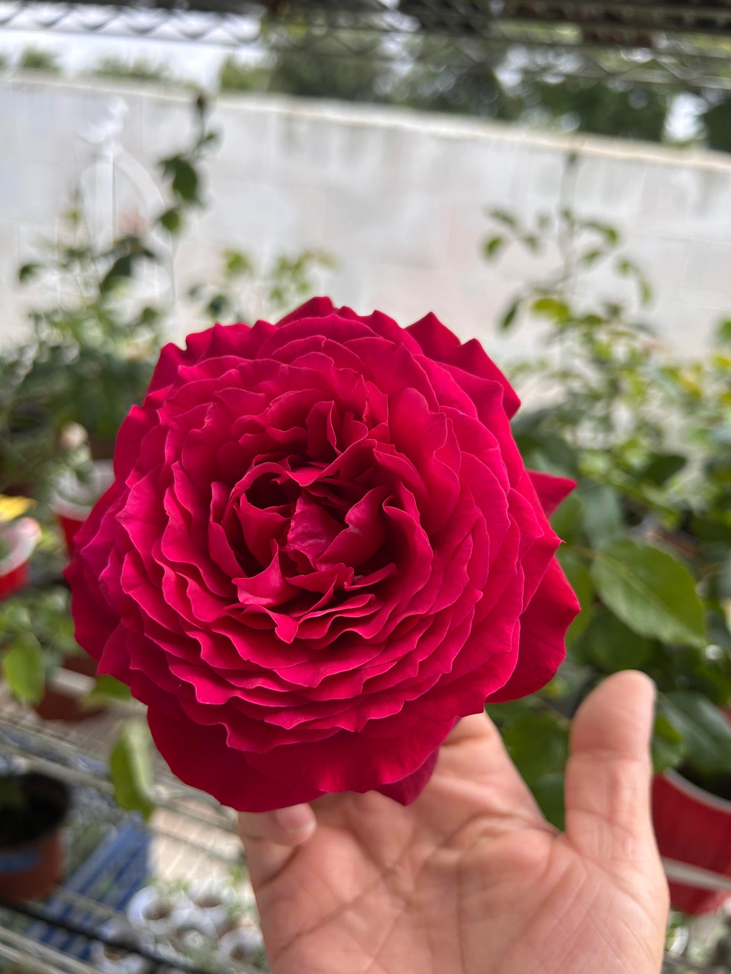 Rose ‘  Janice Kellogg  |  ャ二スケロッグ  |  詹尼斯