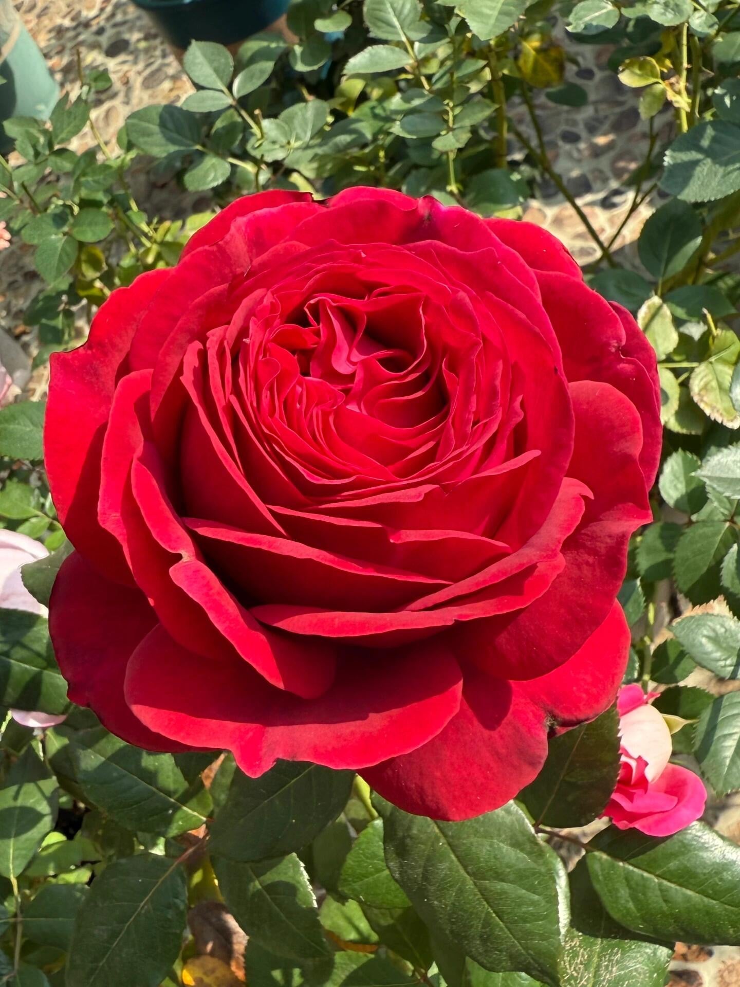 Rose ‘  Janice Kellogg  |  ャ二スケロッグ  |  詹尼斯