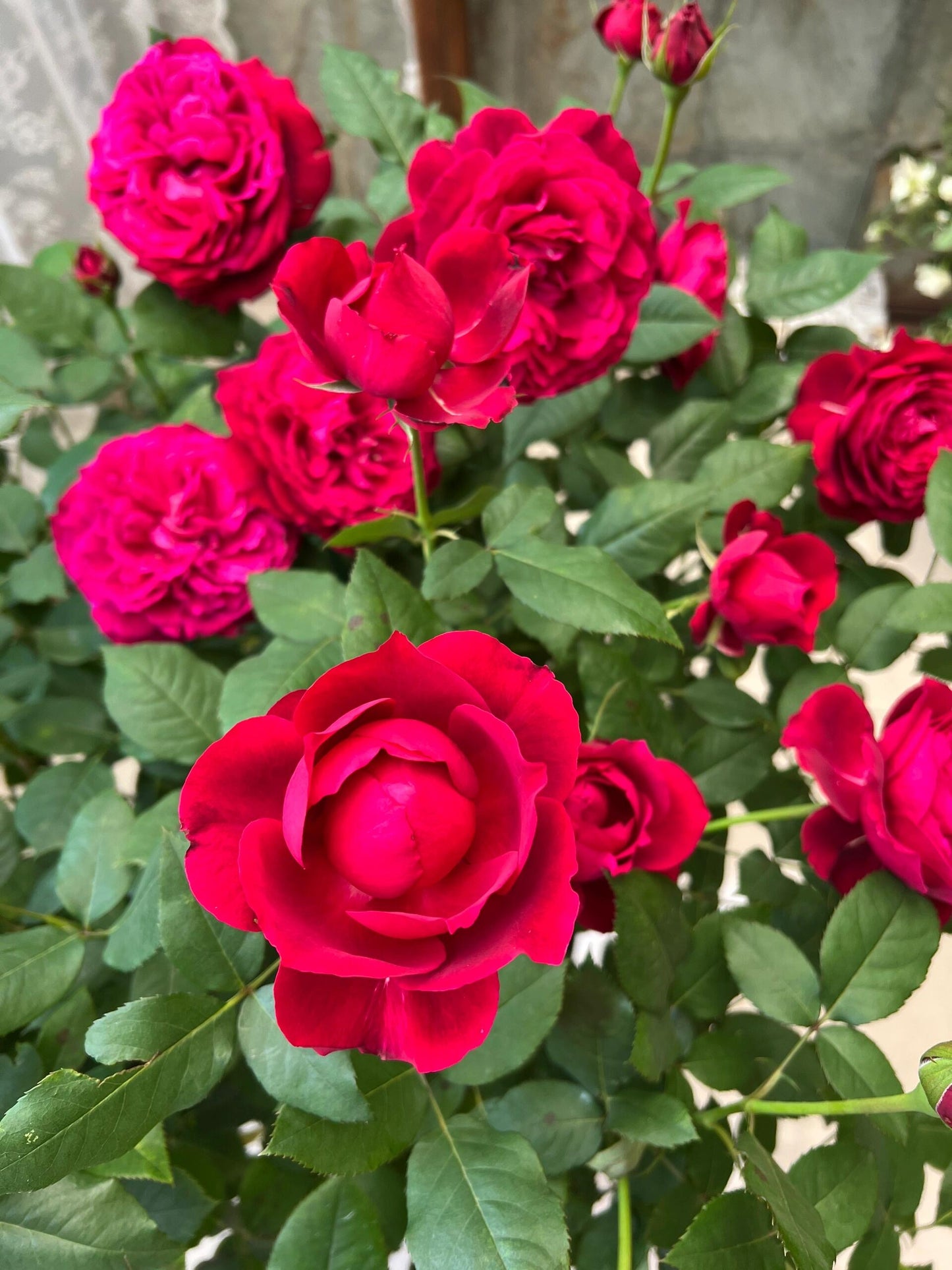 Rose ‘  Janice Kellogg  |  ャ二スケロッグ  |  詹尼斯