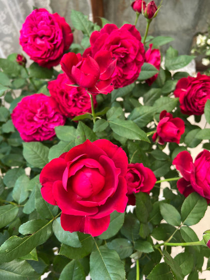 Rose ‘  Janice Kellogg  |  ャ二スケロッグ  |  詹尼斯