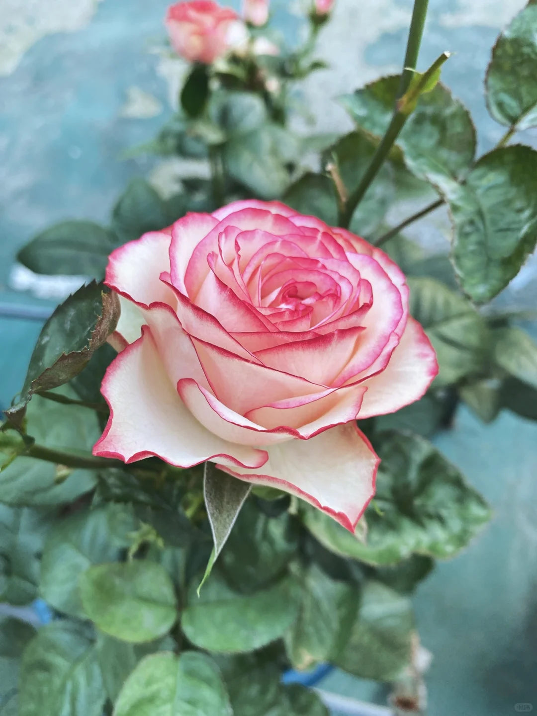 Rose 'Magic Carrousel / 魔幻旋转木马 ‘