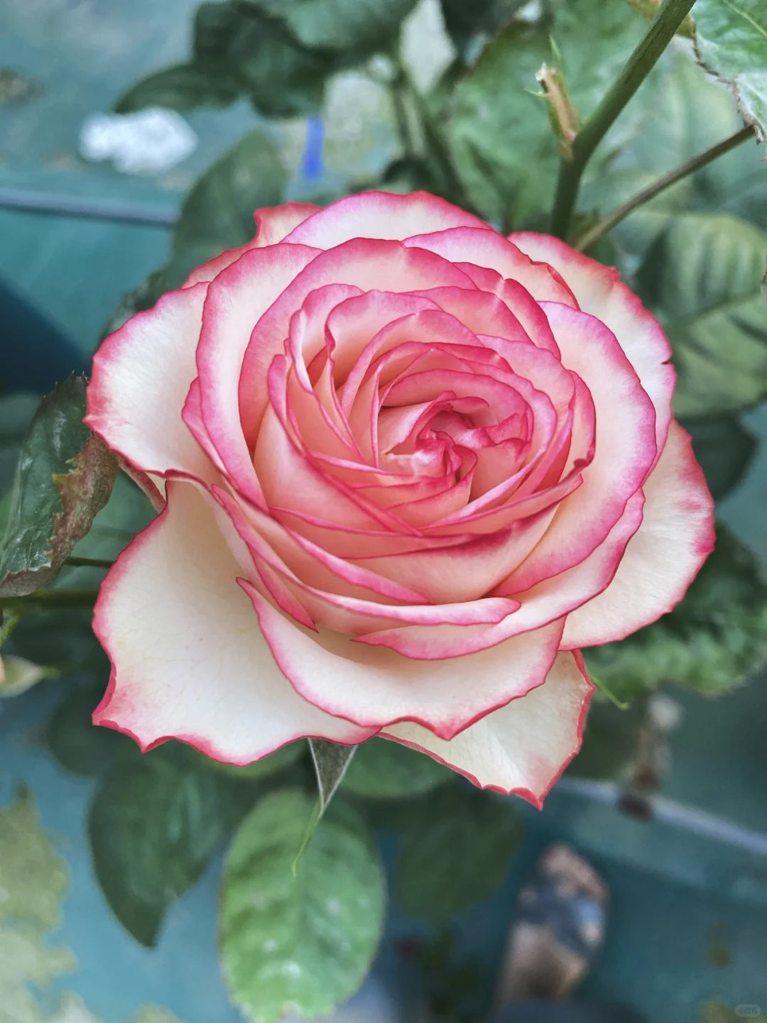 Rose 'Magic Carrousel / 魔幻旋转木马 ‘