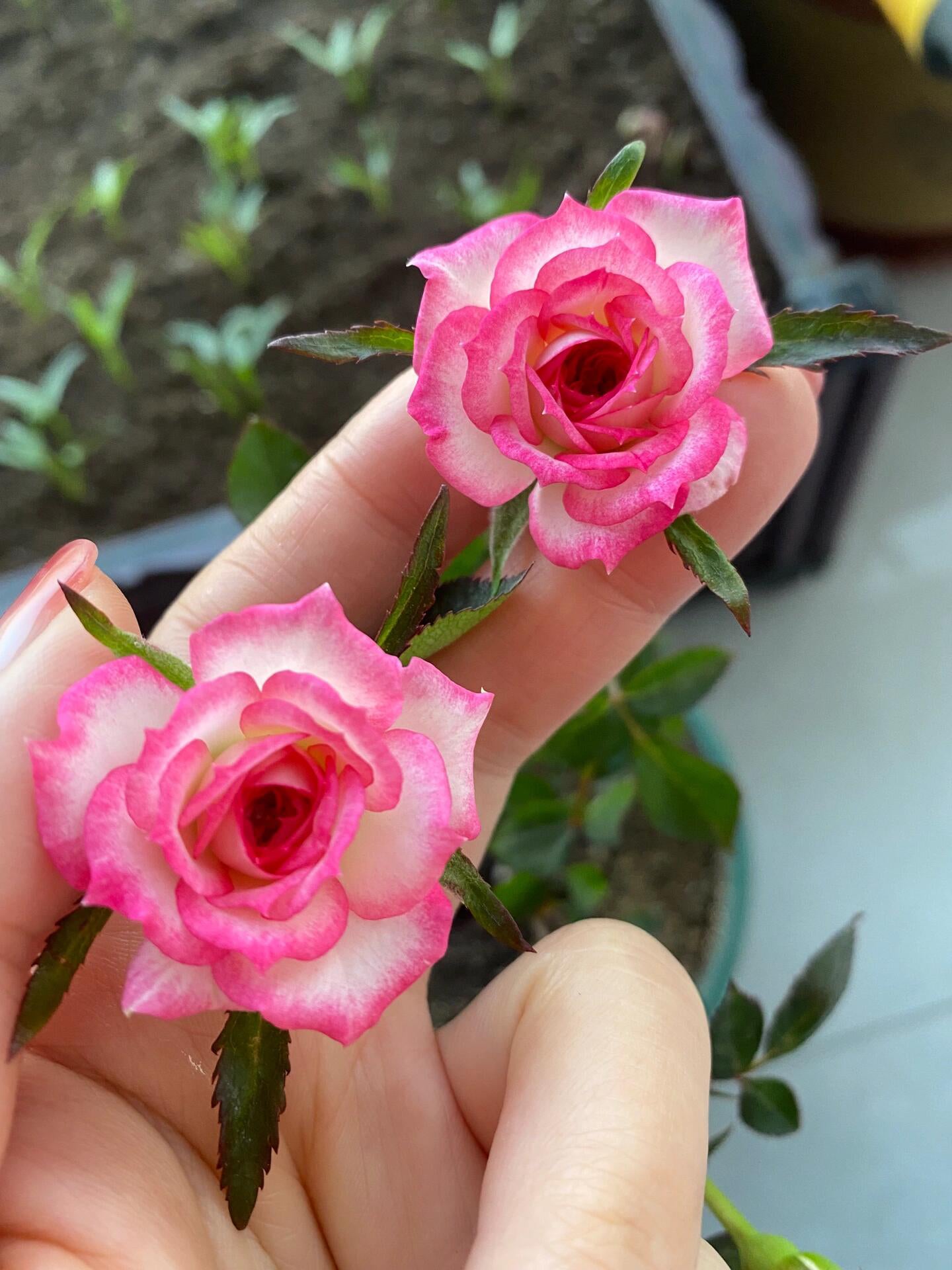 Rose 'Magic Carrousel / 魔幻旋转木马 ‘