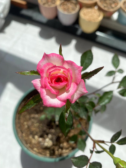 Rose 'Magic Carrousel / 魔幻旋转木马 ‘