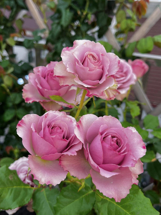 Rose ‘ Montmartre  |  蒙特马特