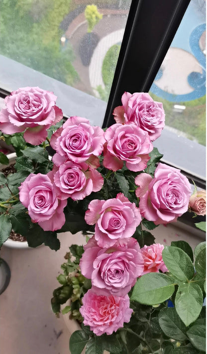 Rose ‘ Montmartre  |  蒙特马特