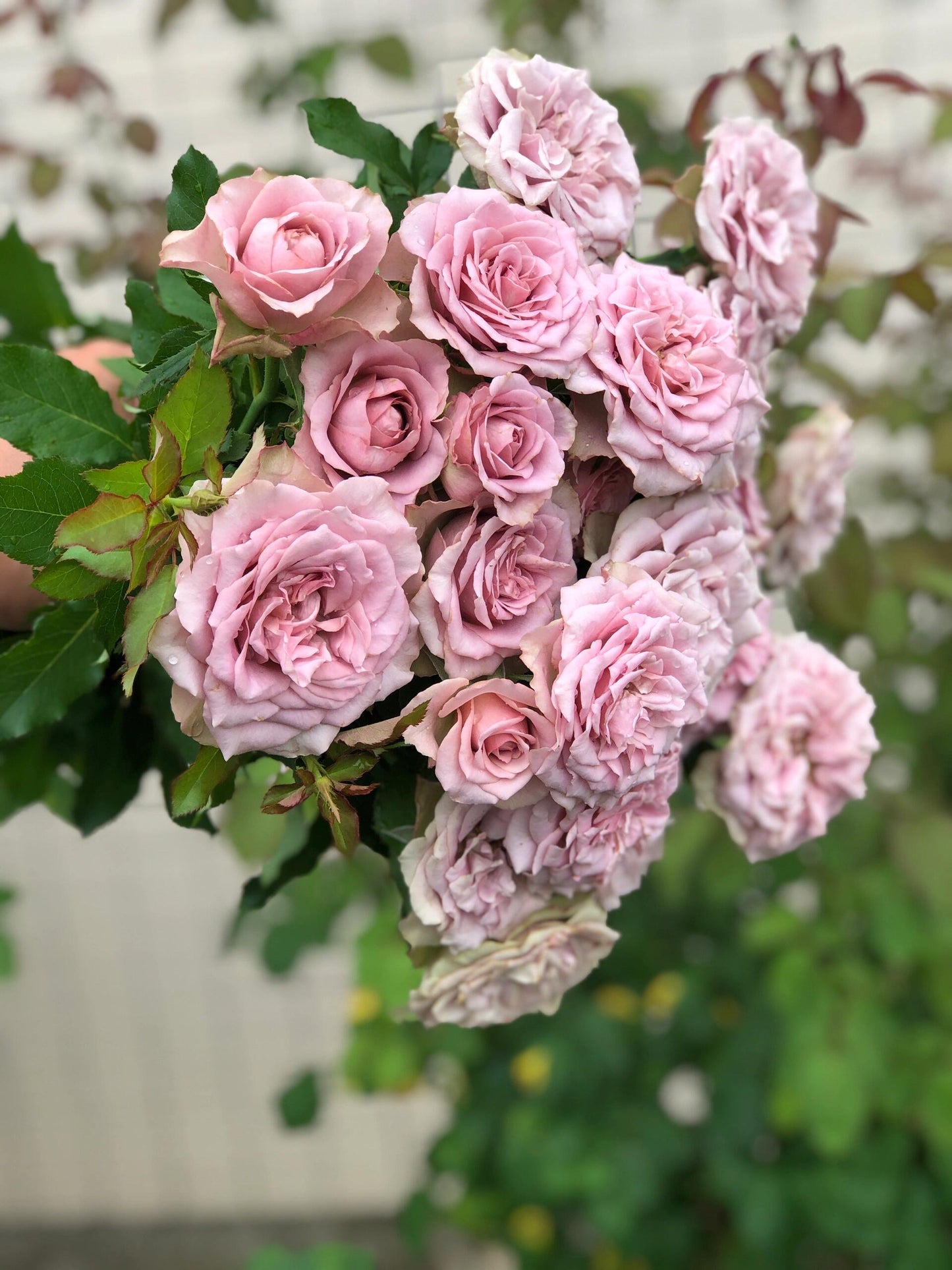 Rose ‘ Montmartre  |  蒙特马特