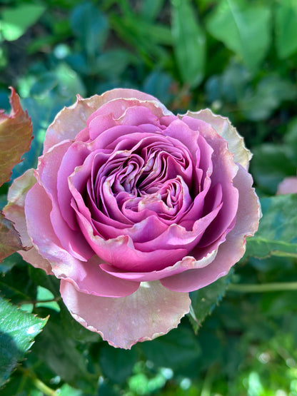 Rose ‘ Montmartre  |  蒙特马特