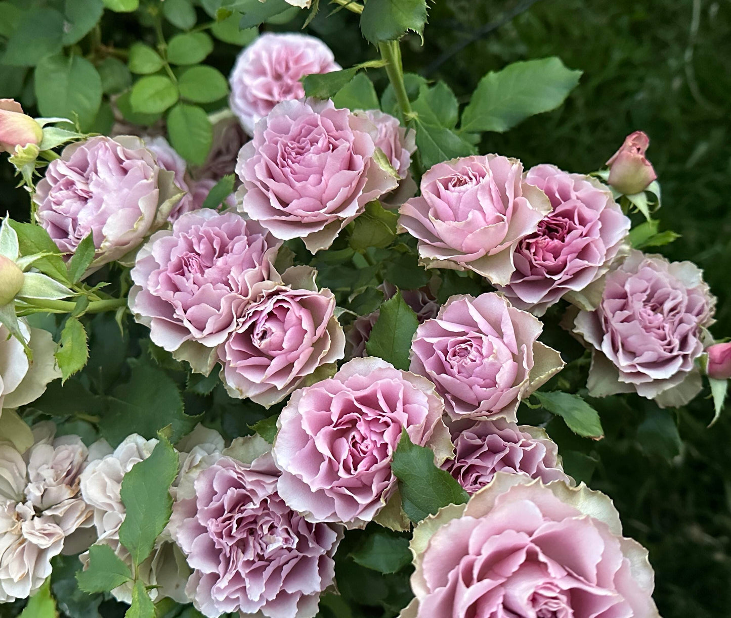 Rose ‘ Montmartre  |  蒙特马特