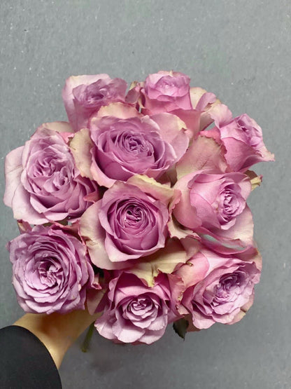 Rose ‘ Montmartre  |  蒙特马特