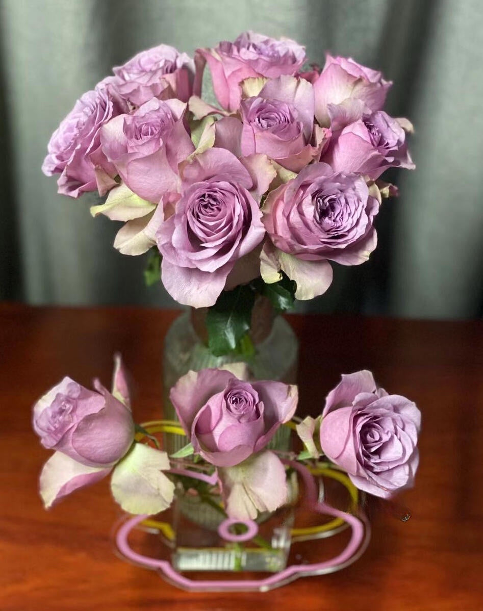 Rose ‘ Montmartre  |  蒙特马特