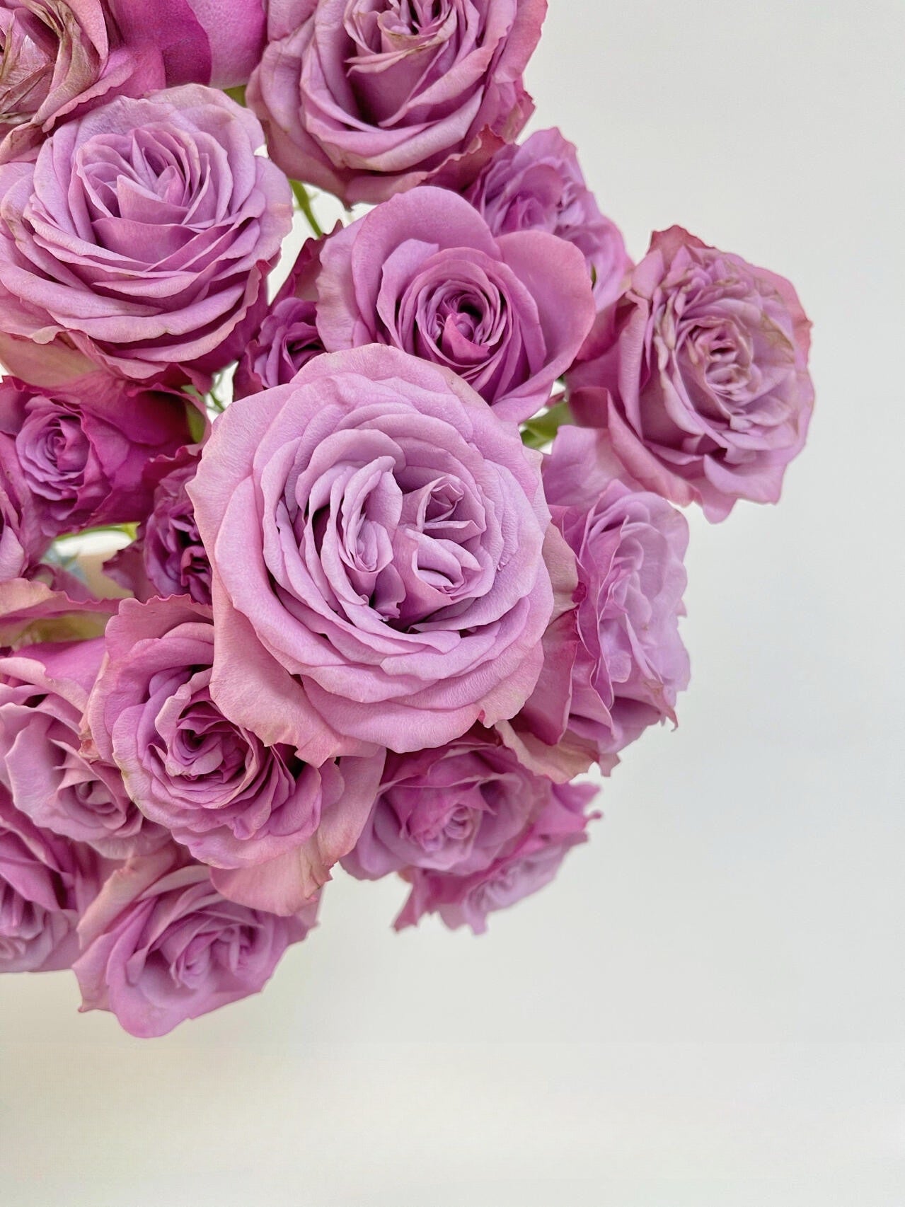 Rose ‘ Montmartre  |  蒙特马特