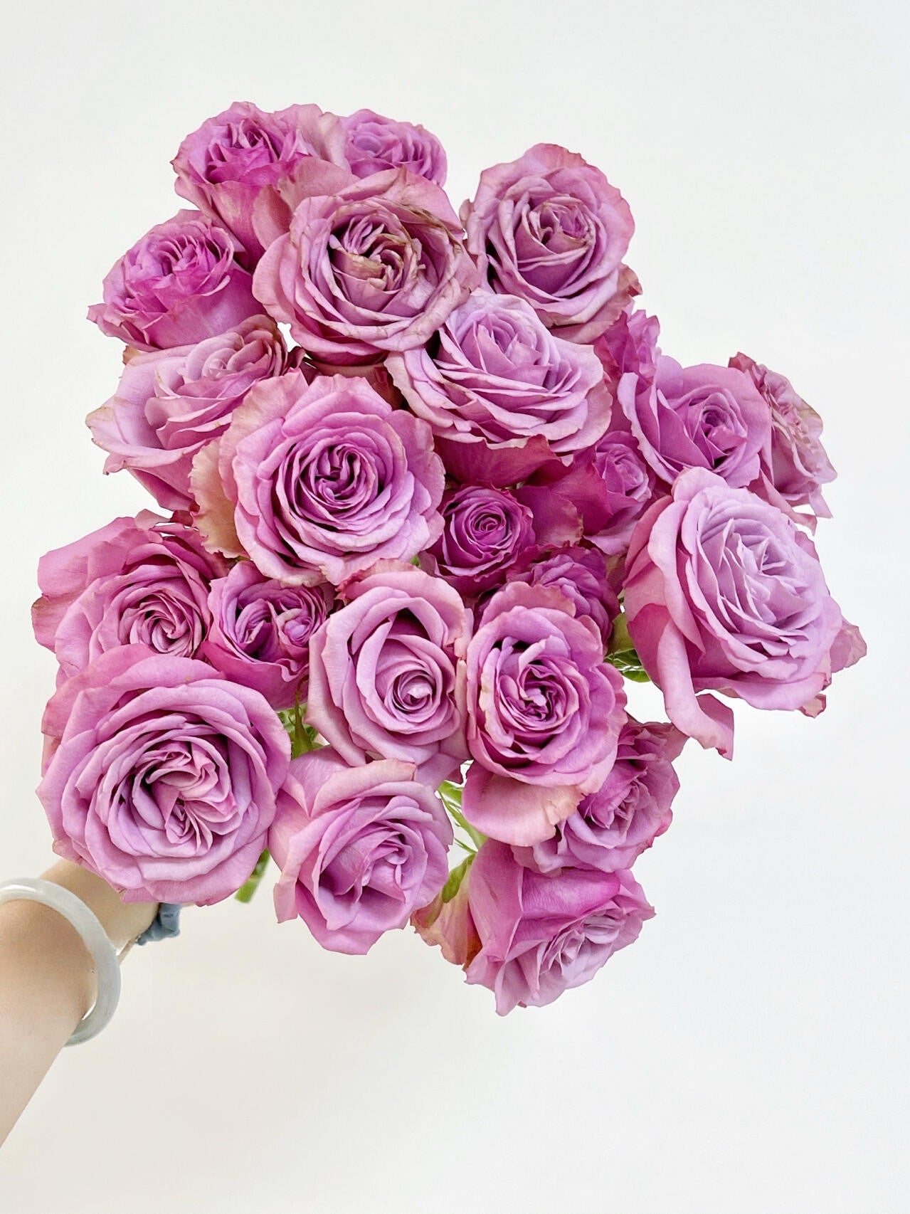 Rose ‘ Montmartre  |  蒙特马特
