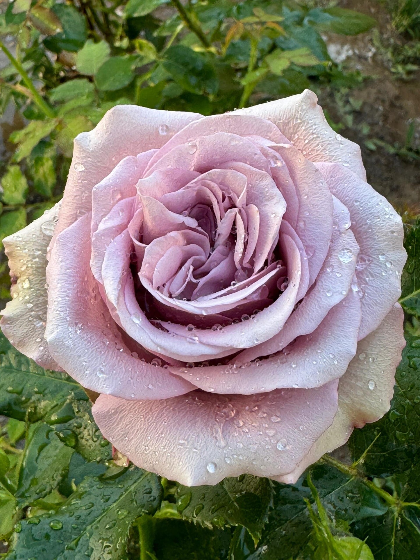 Rose ‘ Montmartre  |  蒙特马特