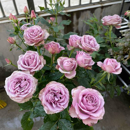 Rose ‘ Montmartre  |  蒙特马特