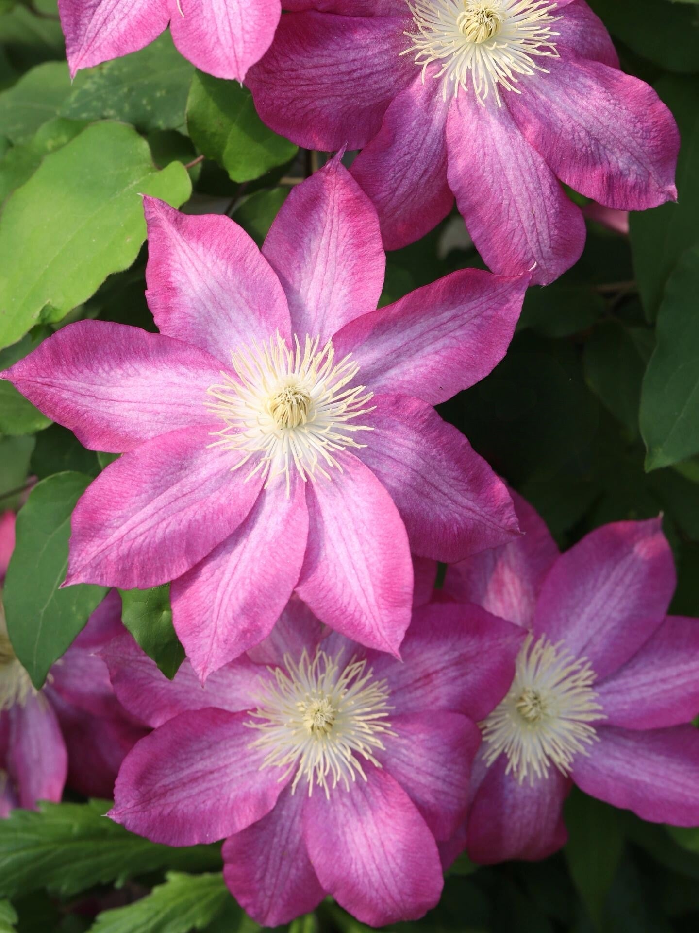 Clematis ' Asao | 爱莎