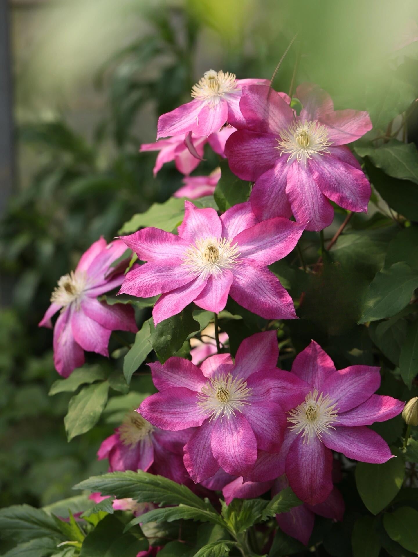 Clematis ' Asao | 爱莎