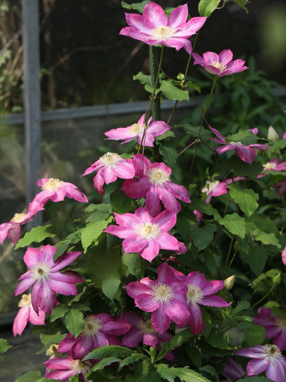 Clematis ' Asao | 爱莎