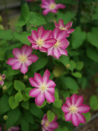 Clematis ' Asao | 爱莎