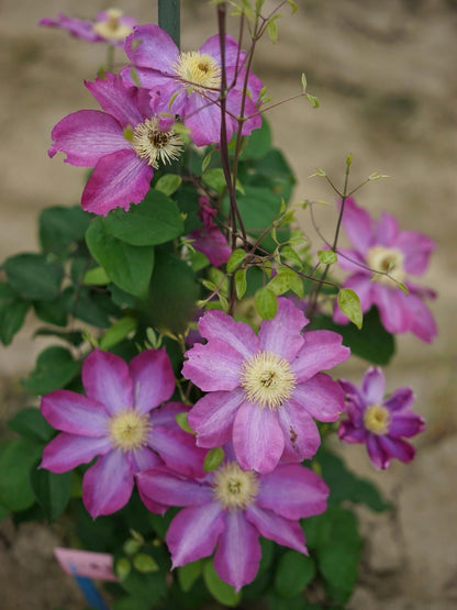 Clematis ' Asao | 爱莎