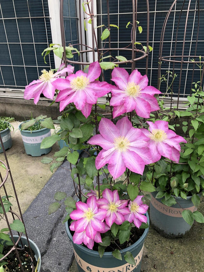 Clematis ' Asao | 爱莎