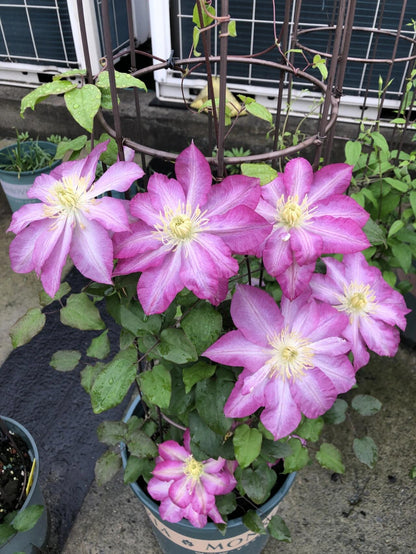 Clematis ' Asao | 爱莎